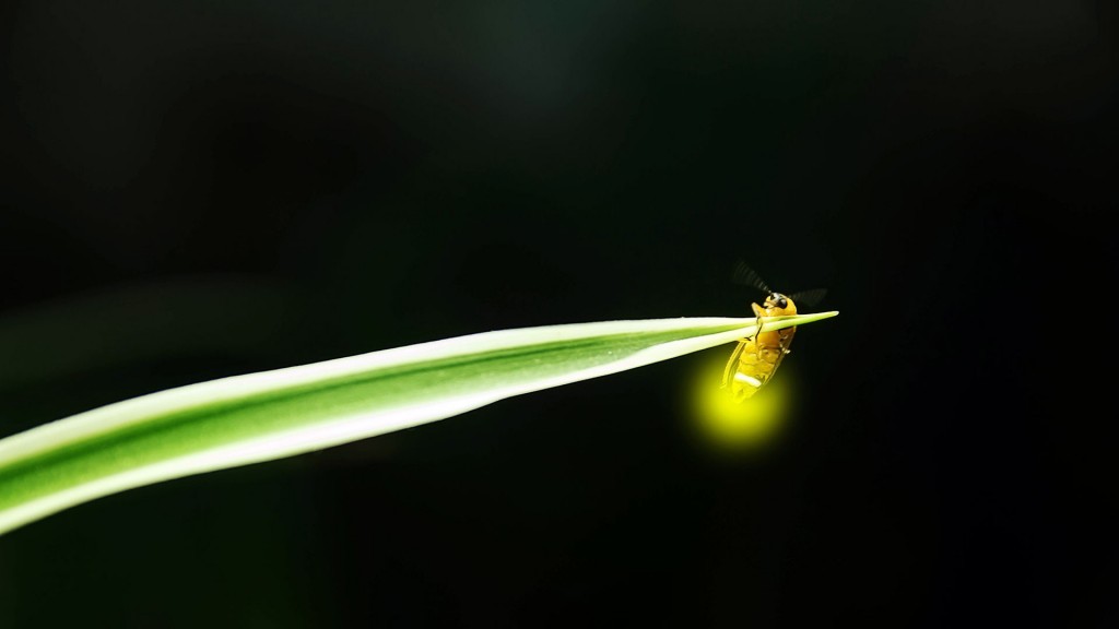 Ein Leuchtkäfer oder auch Glühwürmchen (Lampyridae)