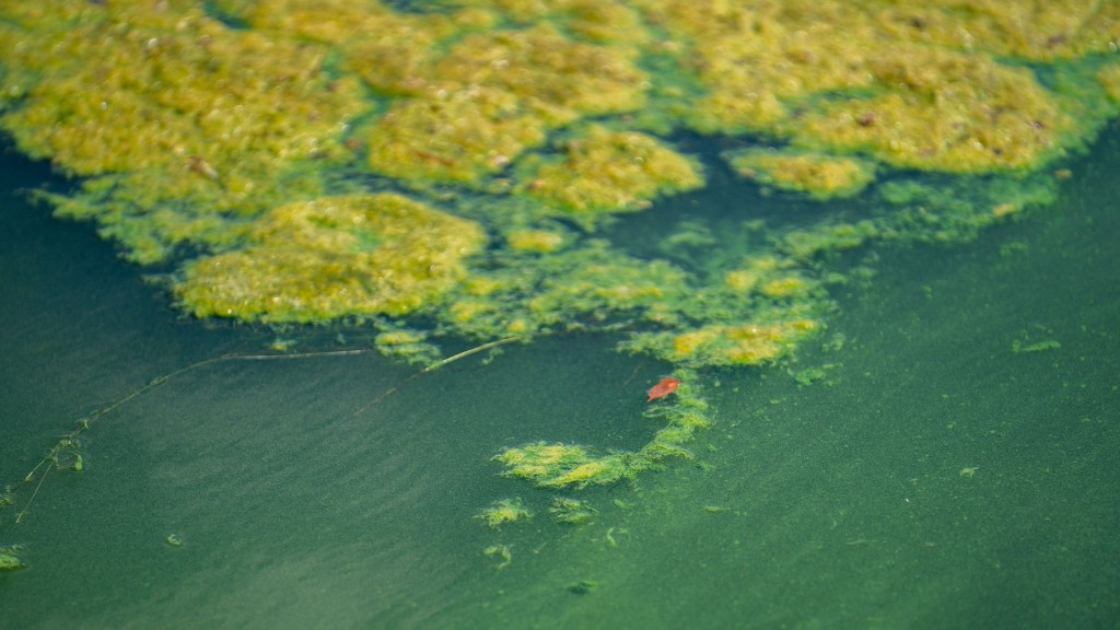 Ein Blaualgenteppich bedeckt das Wasser