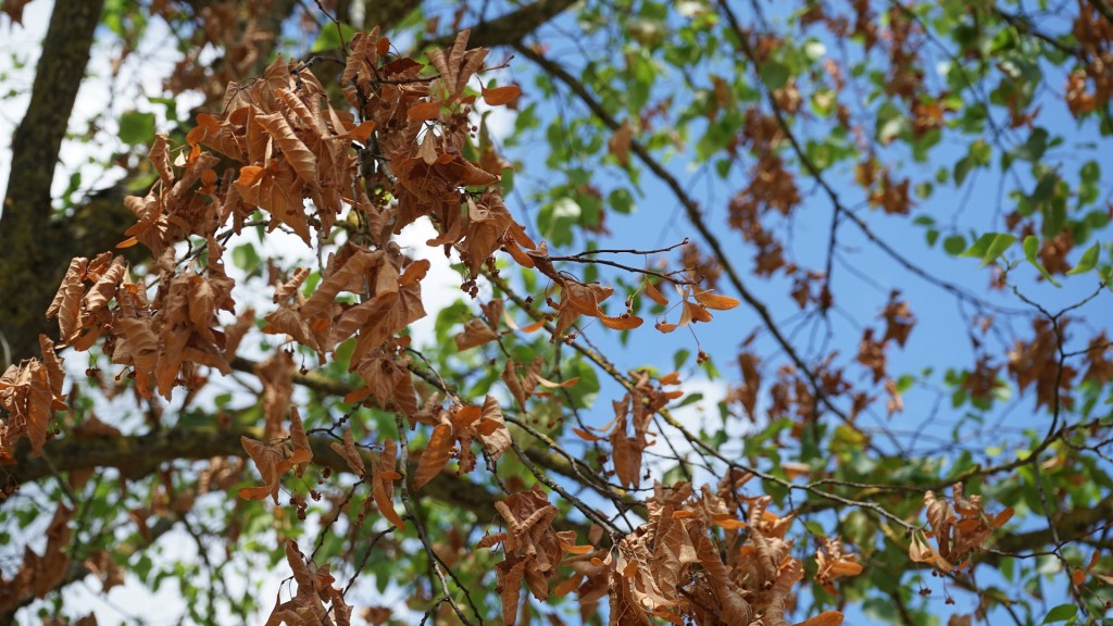ein vertrockneter Baum