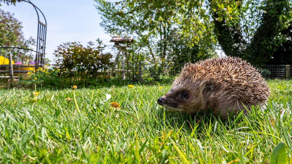Foto: Ein Igel läuft durch den Garten