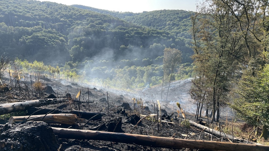 Nach dem Feuer an einem Waldhang bei Nonnweiler
