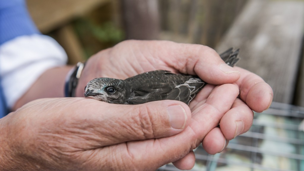 Eine Frau hält einen Mauersegler, der aus dem Nest gefallen ist, in ihren Händen.