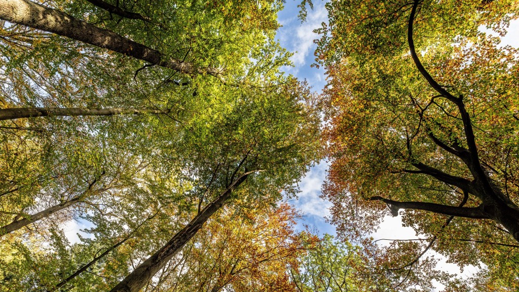 Foto: Der Blick von unten in die Baumkronen in einem Mischwald.
