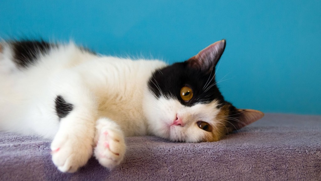 Eine Katze liegt auf einer Decke