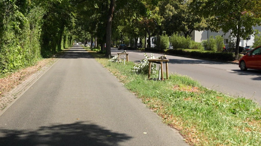 Unbekannte haben mehrere Bäume in Saarlouis zerstört