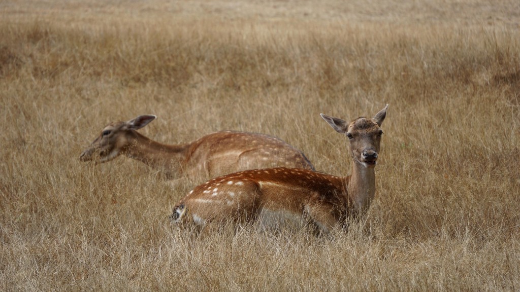Reh liegen in vertrockneter Wiese