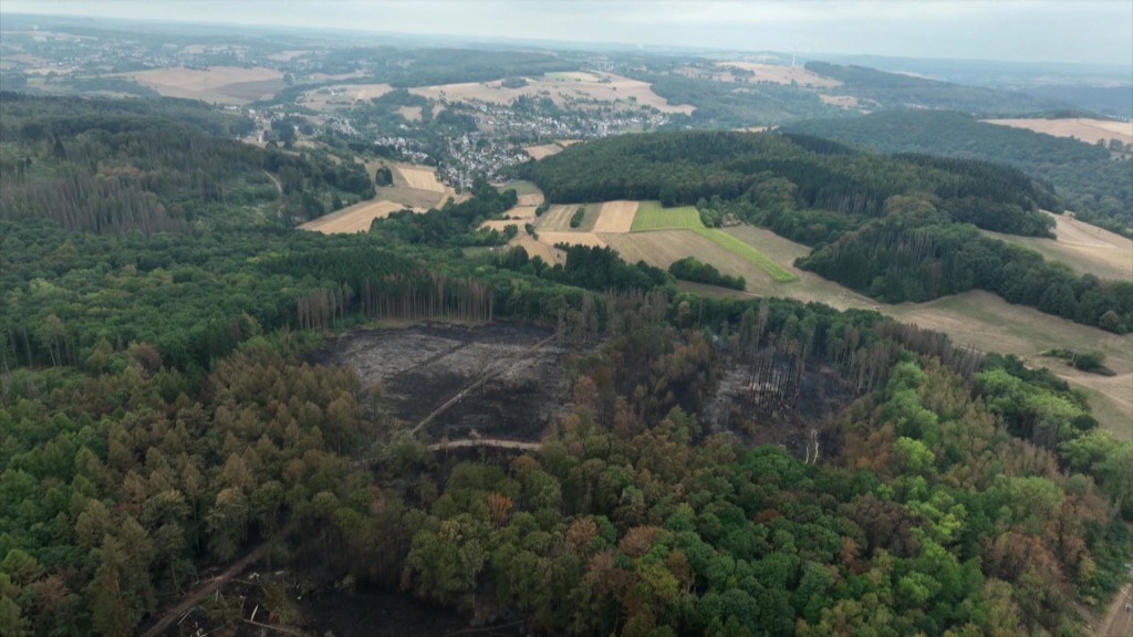 Foto: Abgebrannte Waldfläche in Illingen