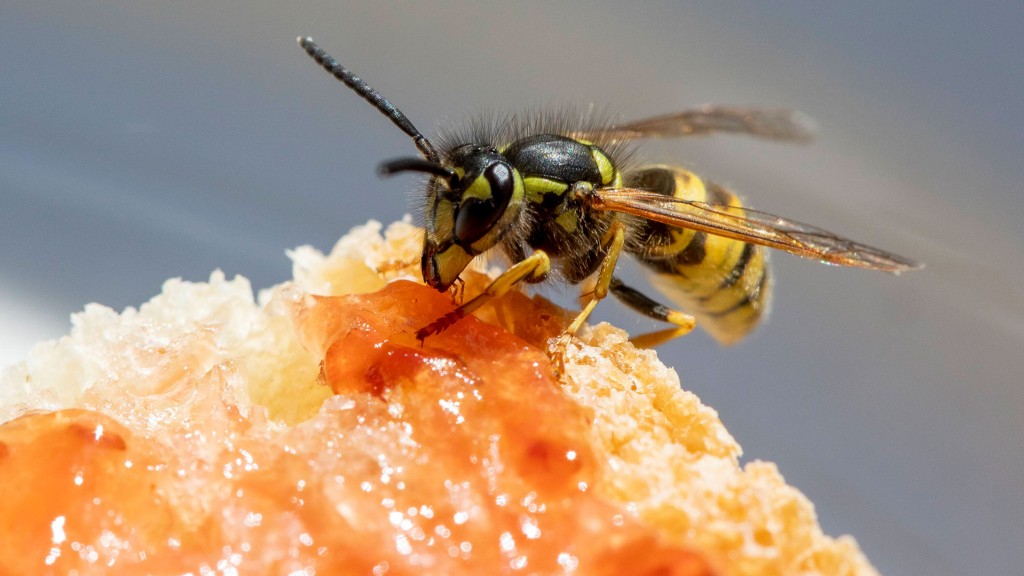 Foto: Wespe frisst an Kuchenteilchen