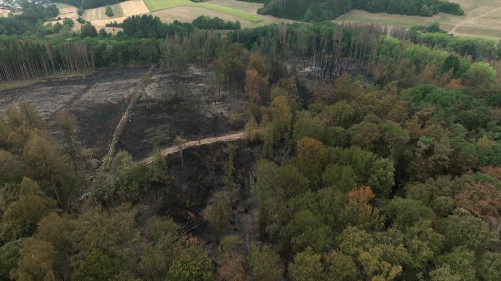 Foto: Abgebrannte Waldfläche im Saarland
