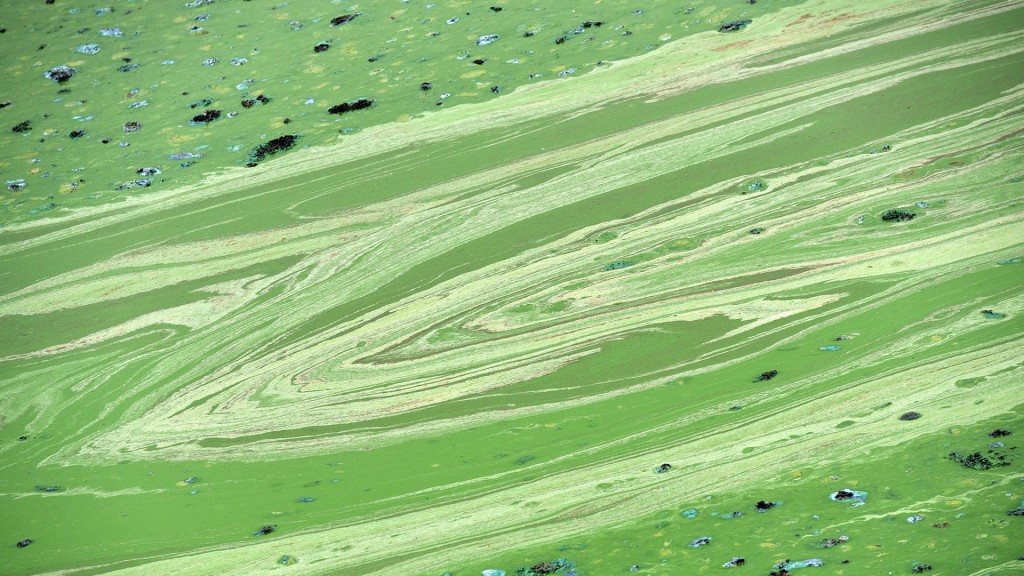 Foto: Blaualgen haben auf einer Wasseroberfläche giftgrüne Schlieren erzeugt