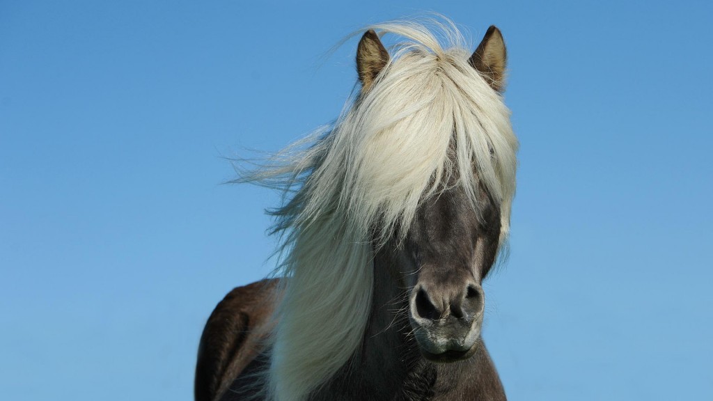 Ein Pferd steht vor einem blauen Himmel