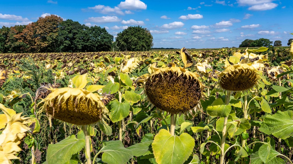 Foto: Welke Sonnenblumen 