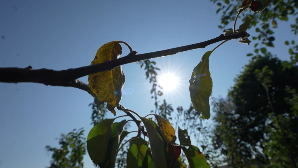 Foto: Verwelkende Blätter an einem Baum unter strahlendem Sonnenschein