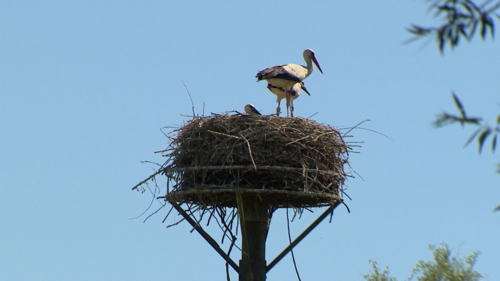 Foto: Storch im Nest