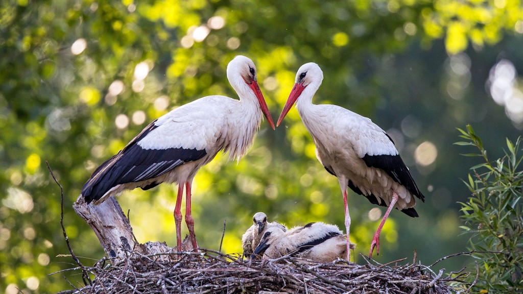 Weißstorch-Paar (Ciconia ciconia) mit Jungvögeln im Nest