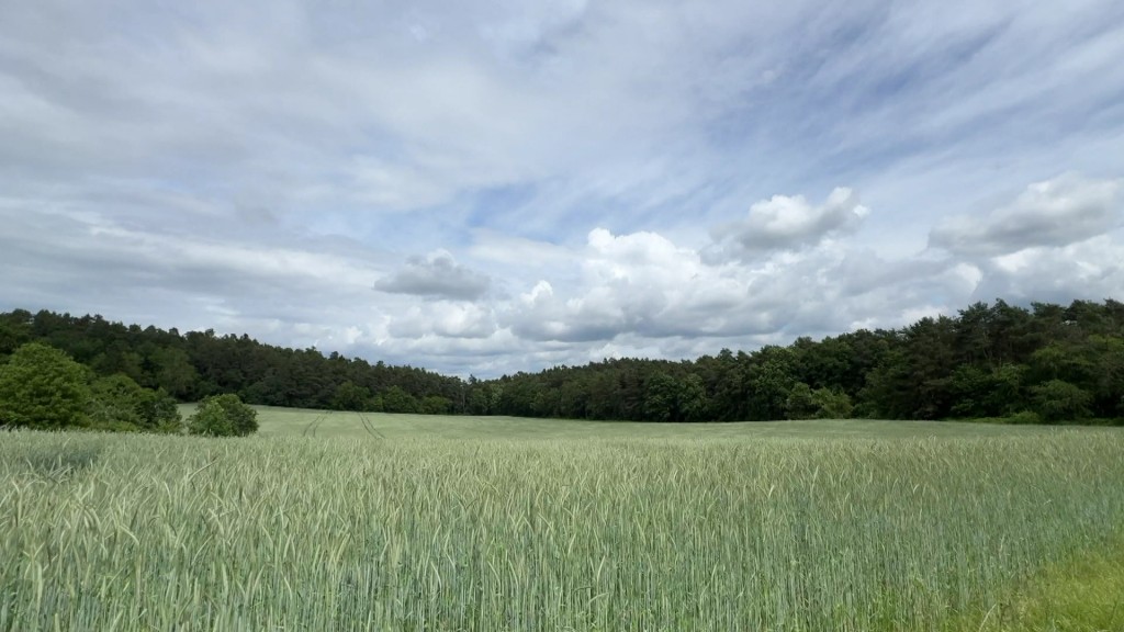 Landschaft mit einem Feld und Ähren