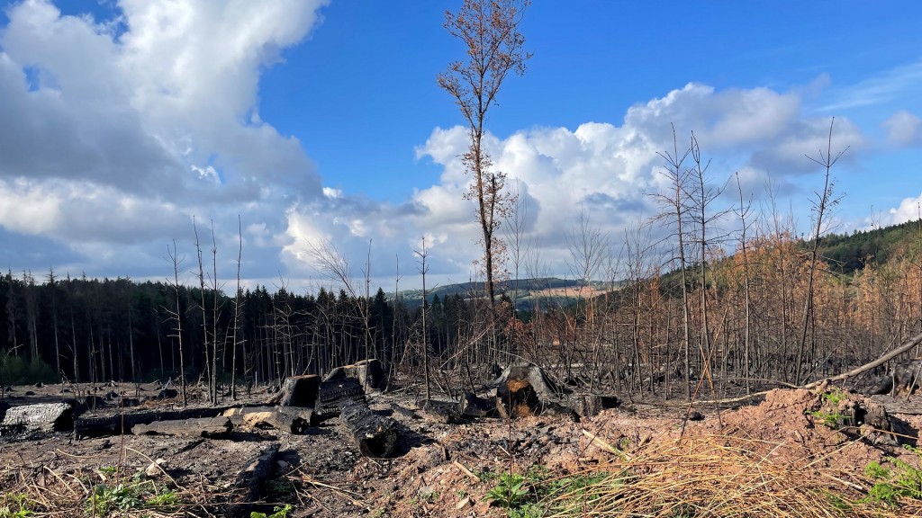 Waldbrandschäden in Hirzweiler einen Monat nach dem Brand im August 2026