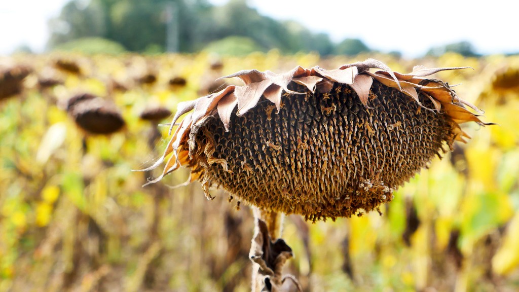 Foto: Trockene Sonneblumen auf einem Feld