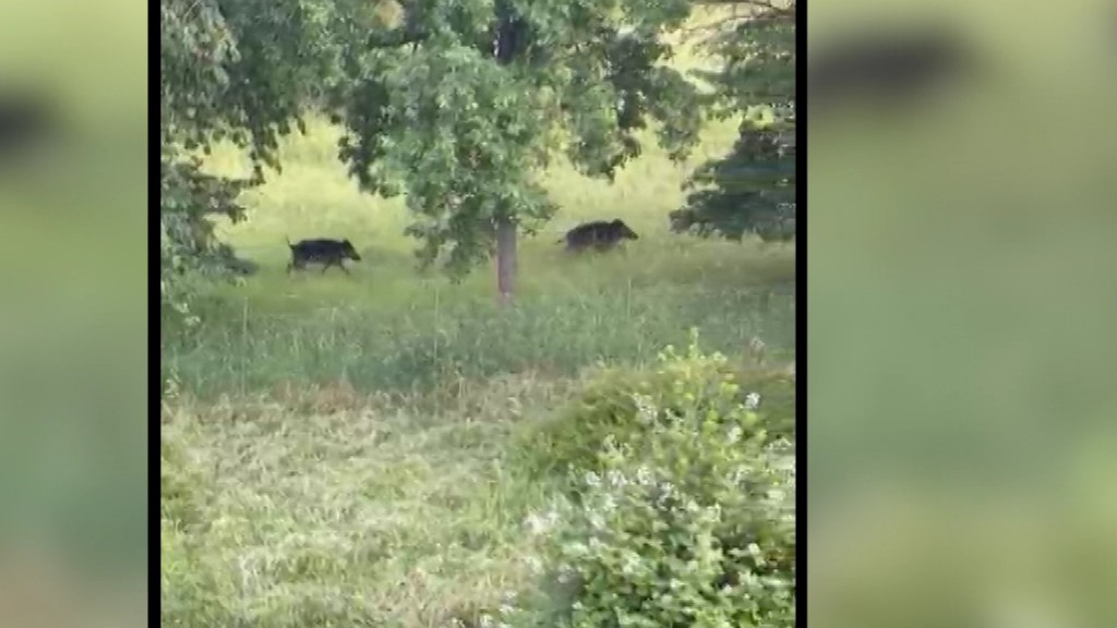 Foto: Wildschweine