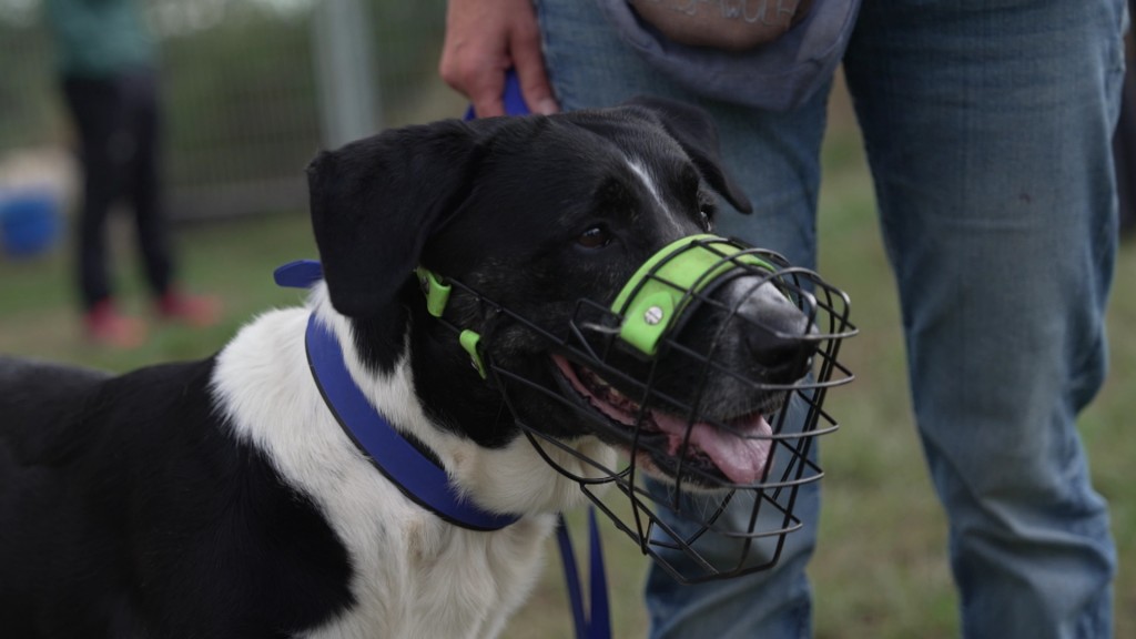 Foto: Hund mit Maulkorb