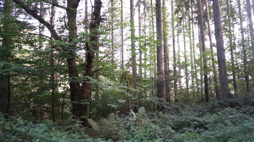Foto: Ein Wald mit vielen Bäumen und Pflanzen