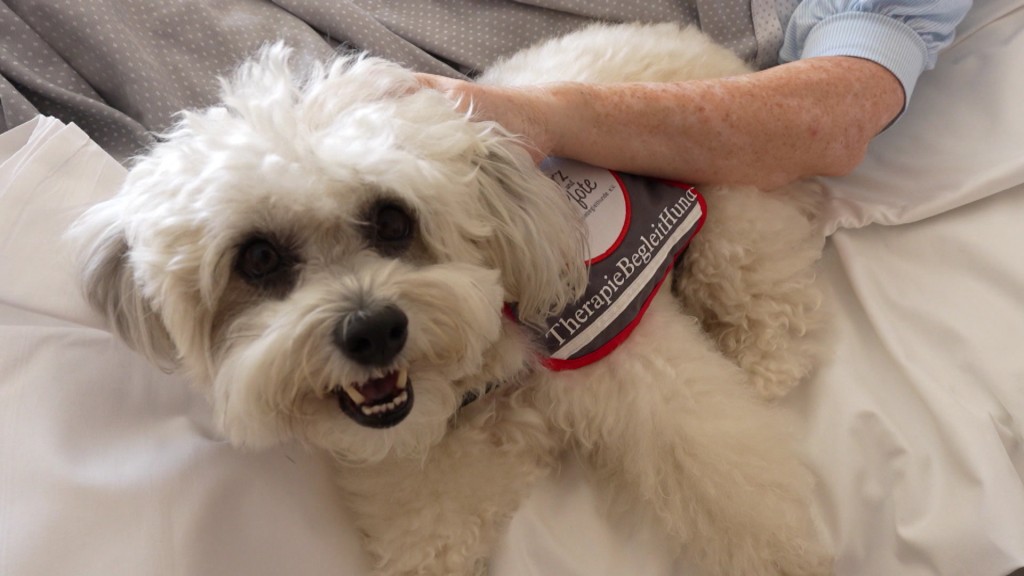 Foto: Therapiehund bei einer Patientin
