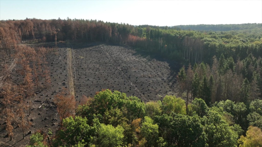 Foto: Brandfläche - Der Wald nach dem Feuer