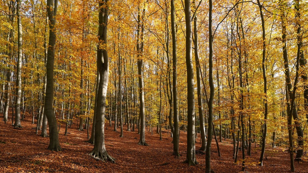 Ein Laubwald im Herbst