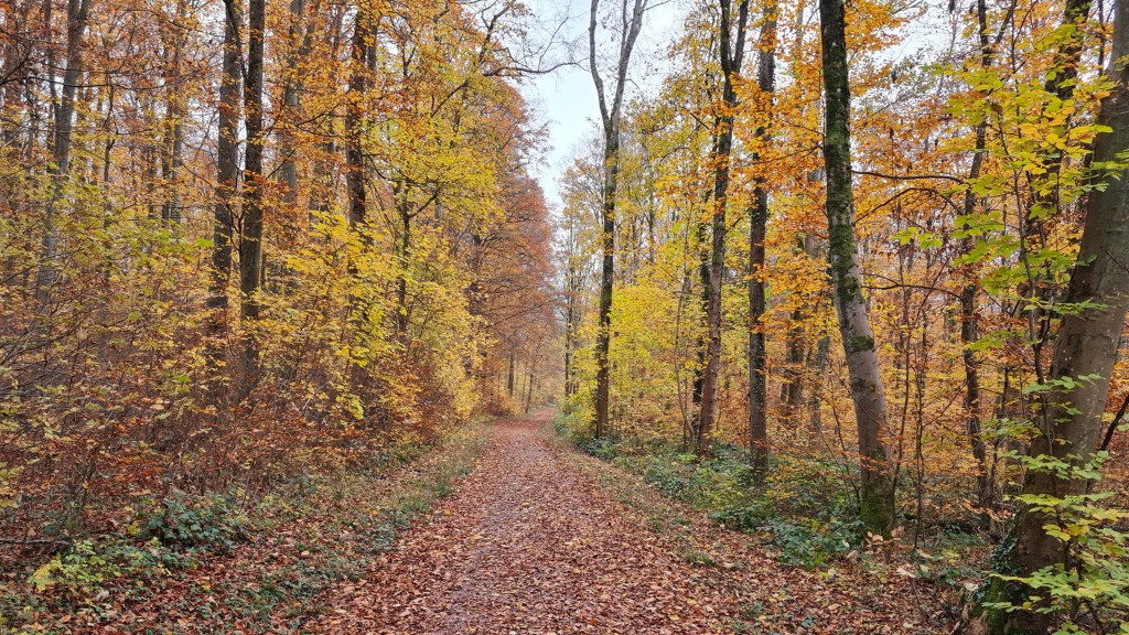 Herbstlaub bedeckt den Waldweg.