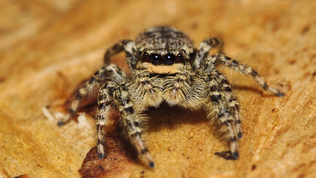 Die Rindenspringspinne (Marpissa muscosa)