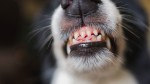 Hund fletscht die Zähne.