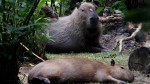 Capybara