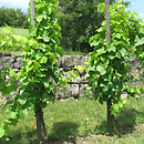 Reinheimer Weinreben (Foto: www.gersheim.de)