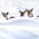 Sika-Wild im-Gehege des Heimat- und-Verkehrsvereins (Foto: Manfred Schröder)