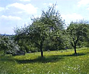 Streuobstwiese (Foto: dpa)