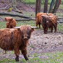 Schottische Hochlandrinder (Foto: Michael Haßdenteufel)