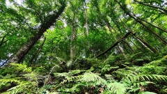 Ein Jahr Wald: Vom Sommer zum Herbst