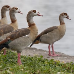 Nilgänse
