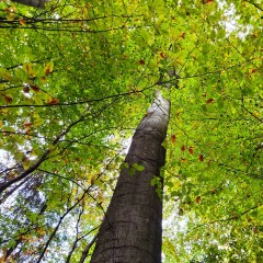 Baum im Wald
